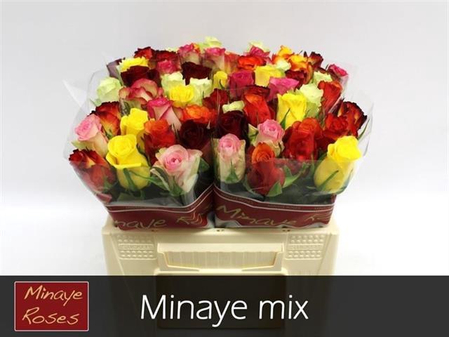 ROSA RAINBOW MINAYE