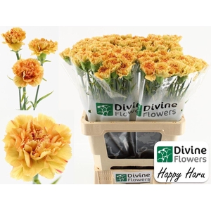 Di St Happy Haru Divine