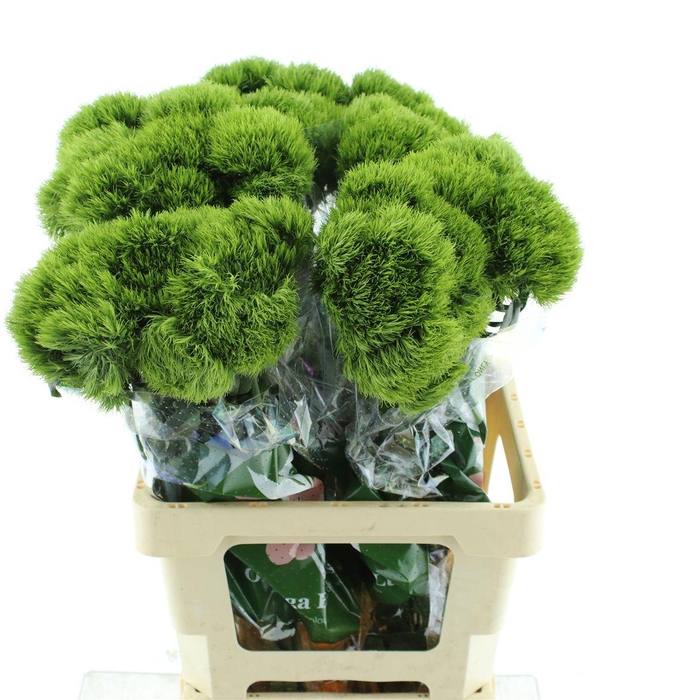 Di Barb Kiwi Mellow Extra