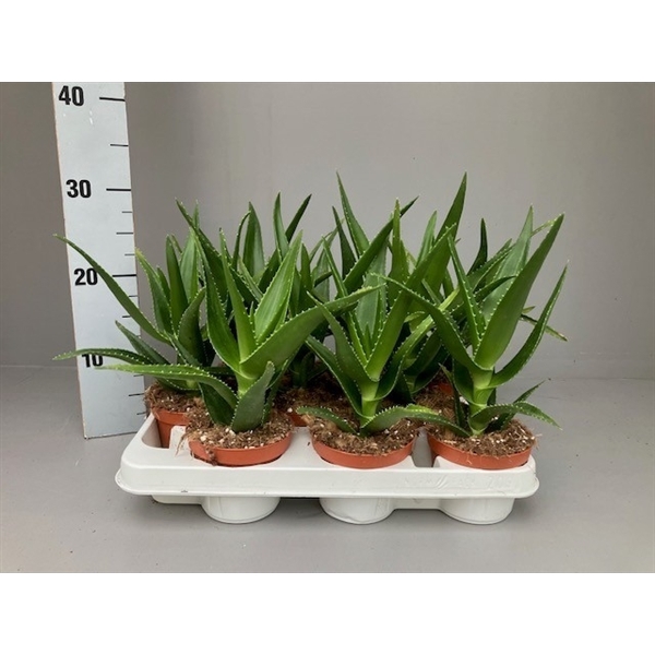 <h4>Aloe delaetii 11 cm</h4>