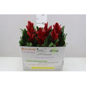 Vriesea Intenso Red