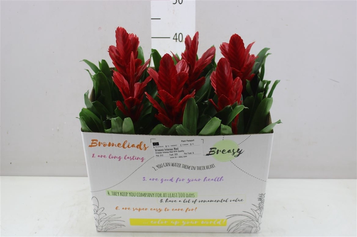 <h4>Vriesea Intenso Red</h4>