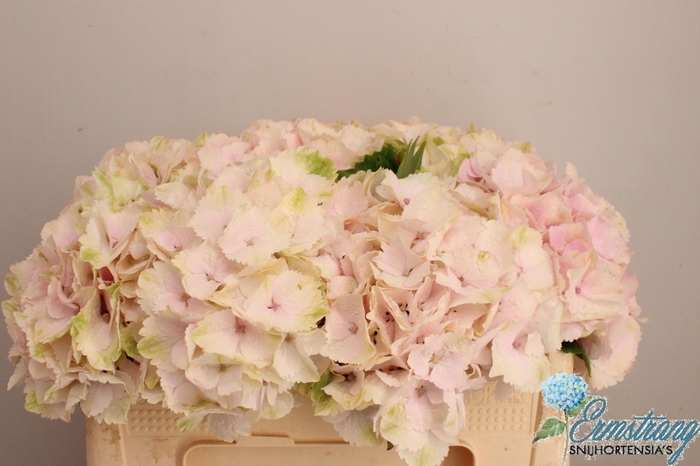 <h4>Hydr Mag Emerald</h4>