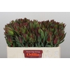 Leucadendron Highlight