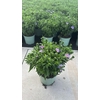 Aster (Novi-belgii Grp) Henri I Pur