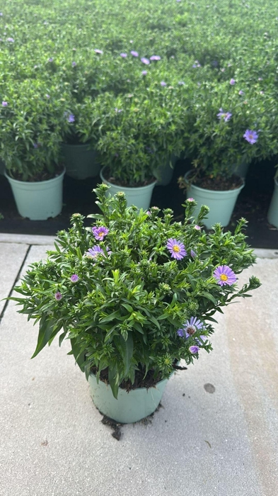 Aster (Novi-belgii Grp) Henri I Pur
