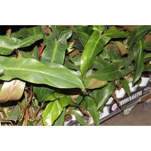PHILODENDRON MEXICANUM P12