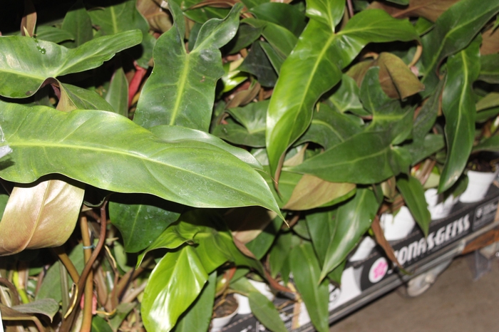 <h4>PHILODENDRON MEXICANUM P12</h4>