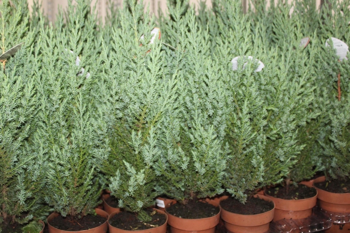 <h4>TUIA STRICKITA P14</h4>