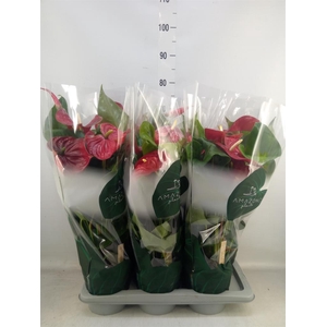 Anthurium andr. 'Nevada'