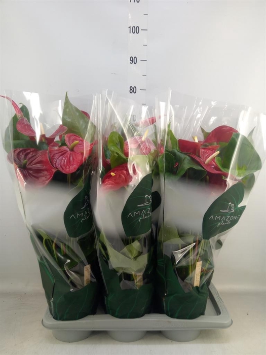<h4>Anthurium andr. 'Nevada'</h4>