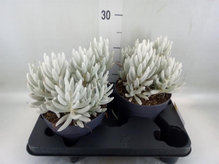 <h4>Senecio ...</h4>