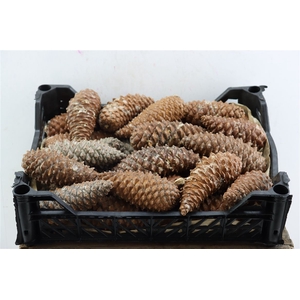 Pinea Maritima Naturel X30 Crate