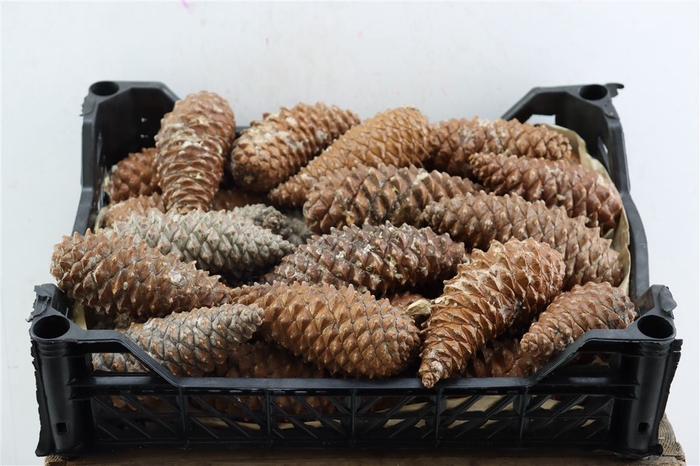 <h4>Pinea Maritima Naturel X30 Crate</h4>