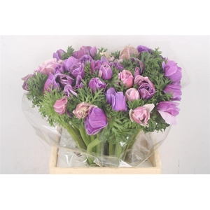 Anem. Mistral Cenere X L