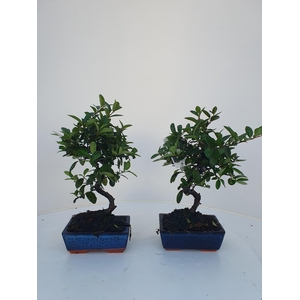 Pyracantha angustifolia 16cm