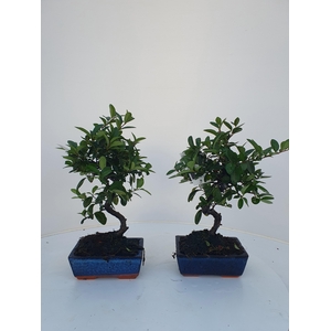 Pyracantha angustifolia 15cm.