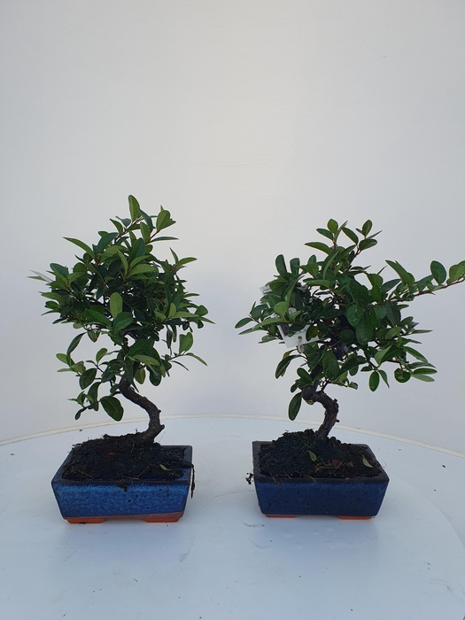 <h4>Pyracantha angustifolia 15cm.</h4>