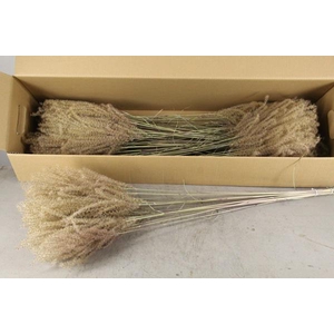 Df Miscanthus Dry Feather