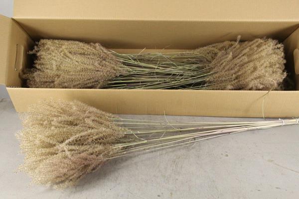 Df Miscanthus Dry Feather