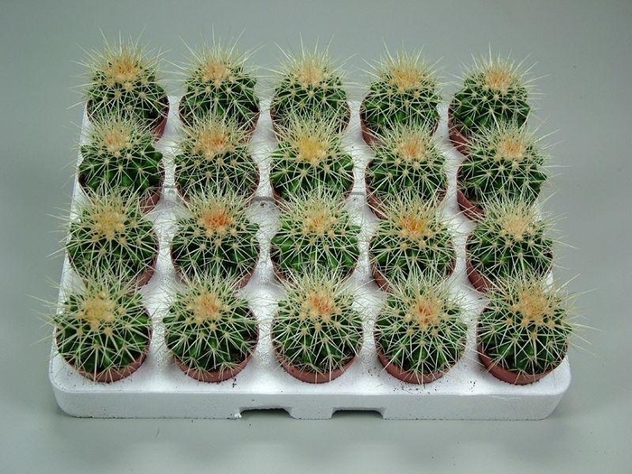 <h4>ECHINOC GRUSONII</h4>