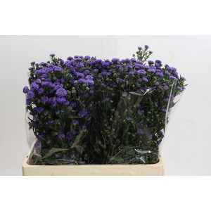 Aster Baby Blue