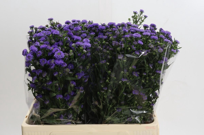 <h4>Aster Baby Blue</h4>