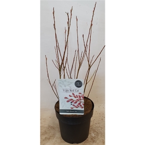 Salix Mount Aso bush p19