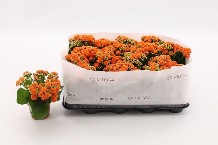 Kalanchoe Blossfeldiana oranje Double oranje met kraag, beperkt leverbaar