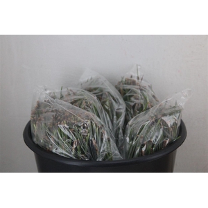 Dennen Needles Green P Bag