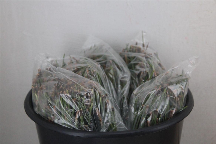 <h4>Dennen Needles Green P Bag</h4>