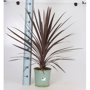 CORD AUS RED STAR