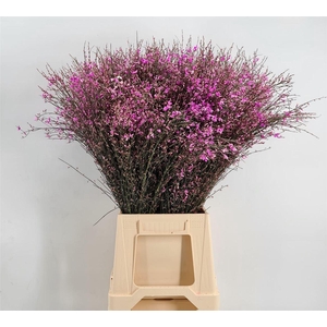 Genista 400gr Col Lila