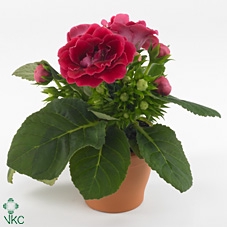 Gloxinia Sonata red 13cm