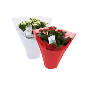 Kalan Gev Rood & Wit 2kl Hoes Gifts X-mas