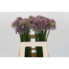 Allium Senescens