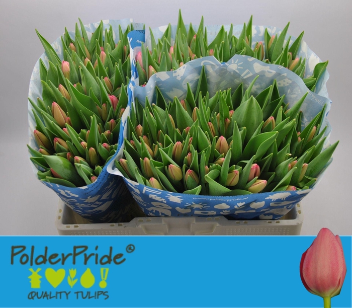 <h4>TU EN SISSI</h4>