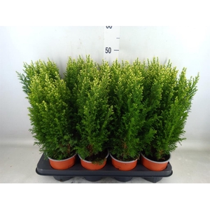 Chamaecyparis laws. 'Snow White'