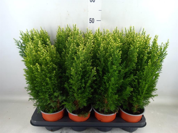 <h4>Chamaecyparis laws. 'Snow White'</h4>