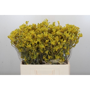 Anigozanthos Bush Down