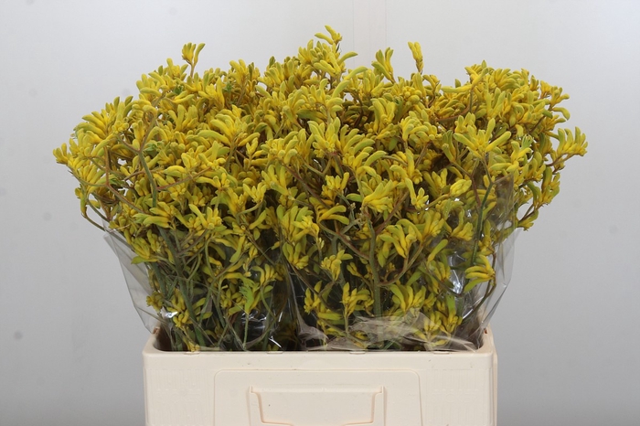 <h4>Anigozanthos Bush Down</h4>