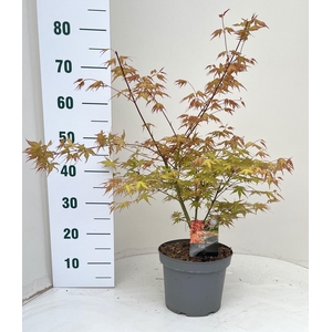 ACER PA KATSURA