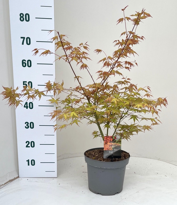 <h4>ACER PA KATSURA</h4>