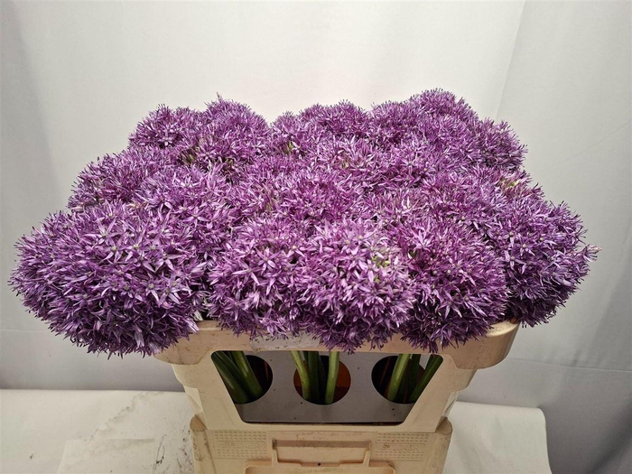 <h4>Allium Globemaster</h4>