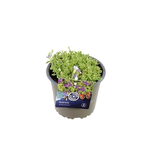 Aubrieta Dr Mules Variegated