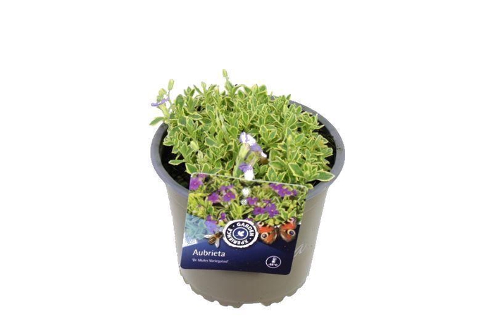 <h4>Aubrieta Dr Mules Variegated</h4>