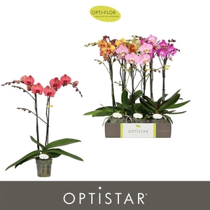 Phalaenopsis gemengd