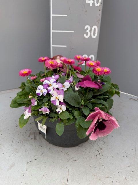 <h4>PERKPL GEM IN POT</h4>