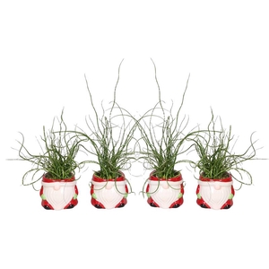 JUNCUS P6 L66447