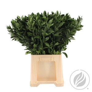 Ruscus Hypophyllum 70cm